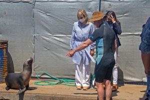 Sea Lion Experience