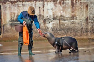 Sea Lion Experience