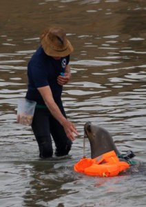 Sea Lion Experience
