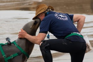 Sea Lion Experience