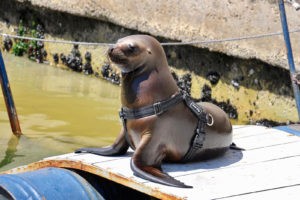 Sea Lion Experience