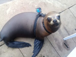 Sea Lion Experience