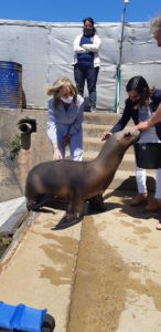 Sea Lion Experience