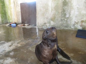 Sea Lion Experience
