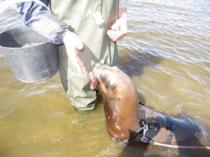Sea Lion Experience