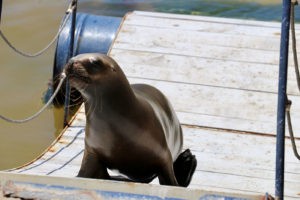 Sea Lion Experience
