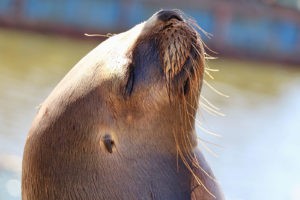 Sea Lion Experience