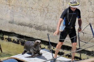 Sea Lion Experience