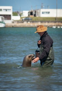 Sea Lion Experience
