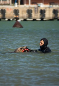 Sea Lion Experience