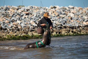 Sea Lion Experience