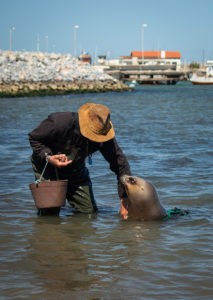 Sea Lion Experience