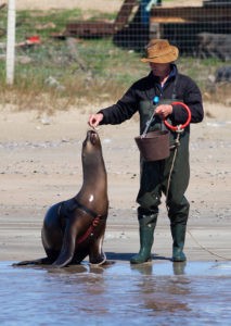 Sea Lion Experience