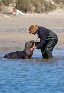 Sea Lion Experience
