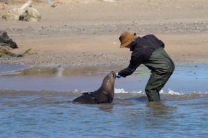 Sea Lion Experience